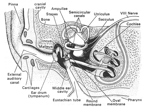 External ear, EXTERNA L EAR - It is an oval shaped, some what funnel